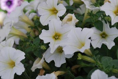 Cohen Propagation Nurseries: Vivini Petunia White 