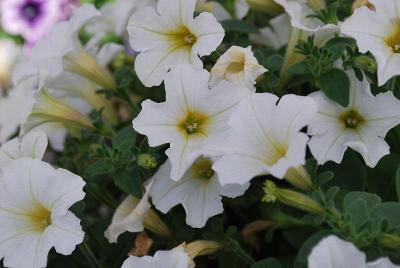 Petunia Vivini 'White'