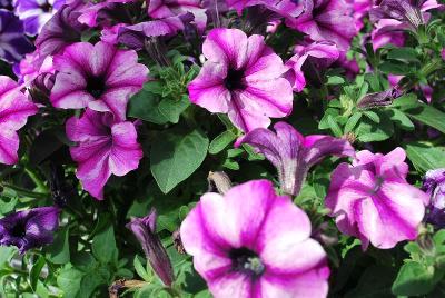 Viva Glow Petunia Select Rose Stardust 