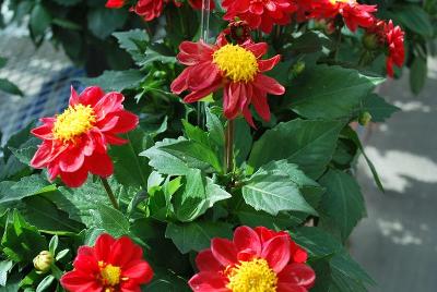 Imagine Dahlia Mini Red Improved 