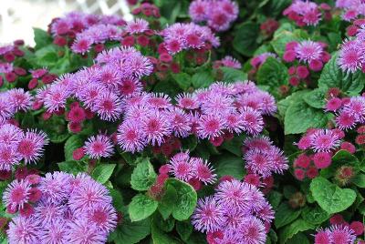 Ariella Ageratum Violet 