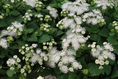 Ageratum Ariella 'Violet'