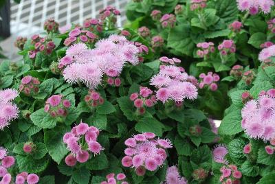 Ageratum Ariella 'Rose'