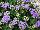 Cohen Propagation Nurseries: Ageratum  'Blue' 