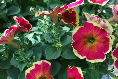 Petunia Boom 'Vein Red n' Yellow'