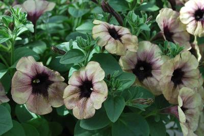 Boom Petunia Vein Spotted Yellow 