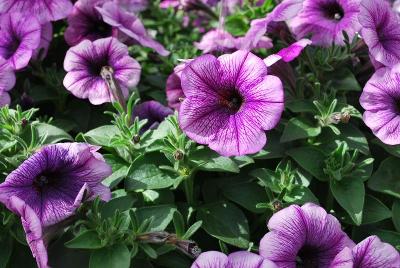 Petunia Boom 'Vein Blue Touch'