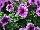 Boom Petunia Vein Blue Touch 
