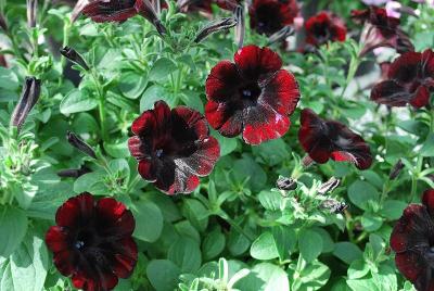 Cohen Propagation Nurseries: Boom Petunia Basic Velvet Red 