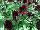 Boom Petunia Basic Velvet Red 