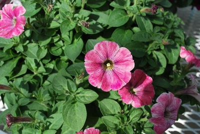 Boom Petunia Little Antique Pink 