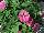 Cohen Propagation Nurseries: Petunia  'Little Antique Pink' 