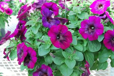 Petunia Boom 'Basic Violet Blue'