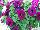 Boom Petunia Basic Violet Blue 