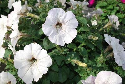 Petunia Boom 'Vein White n' Stripes'