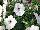 Cohen Propagation Nurseries: Petunia  'Vein White n' Stripes' 