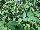 Cohen Propagation Nurseries: Fuchsia  'Velvet Crush' 
