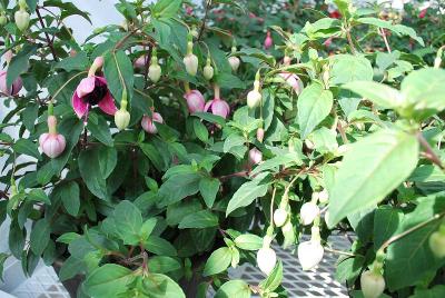 Fuchsia  'Velvet Crush'