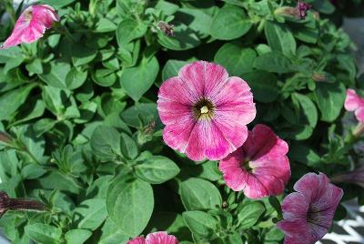 Boom Petunia Little Antique Pink 