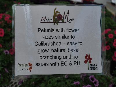 Petunia Mini-Me&reg;: Petunia with flower similar to calibrachoa -- easy to grow, natural basal branching and no issues with EC and PH.