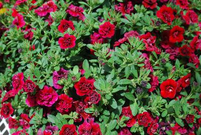 Calibrachoa Caloha 'Double Dark Red'