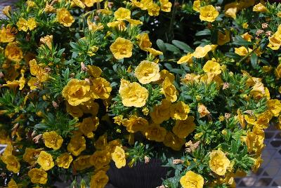 Calibrachoa Caloha 'Double Yellow'