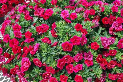 Calibrachoa Caloha 'Double Burgundy'