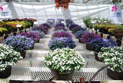 From COHEN Proagation Nurseries, Spring Trials 2015.: As seen @ COHEN Proagation Nurseries, Spring Trials 2015.
