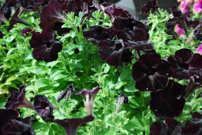 Cohen Propagation Nurseries: Happy Magic Petunia Mini Black 