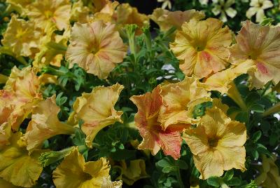 Petunia Happy Magic 'Giant Dijon'