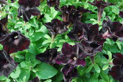 Petunia Happy Magic 'Black Star'