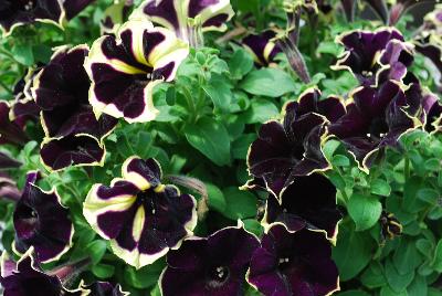 Petunia Happy Magic 'Velvet Picotee'