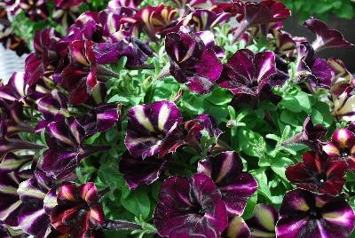 Petunia Happy Magic 'Vanilla Raspberry Star'