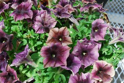 Cohen Propagation Nurseries: Happy Magic Petunia Dark Caramel Star 