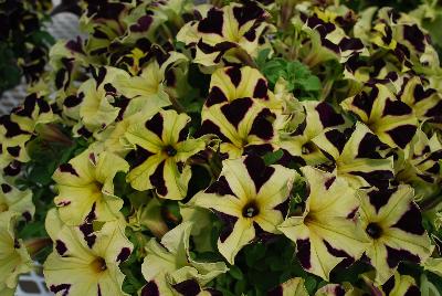 Cohen Propagation Nurseries: Happy Magic Petunia Vanilla Purple Touch 