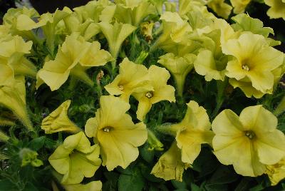 Petunia Happy Classic 'Marble Yellow'