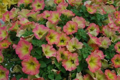 Petunia Happy Magic 'Cremissimo Improved'