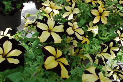 Cohen Propagation Nurseries: Happy Magic Petunia Giant Velvet Yellow 
