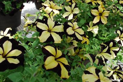 Petunia Happy Magic 'Giant Velvet Yellow'