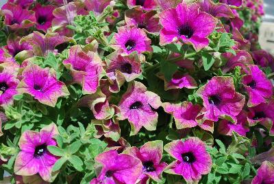 Cohen Propagation Nurseries: Happy Magic Petunia Purple with Green Edge 