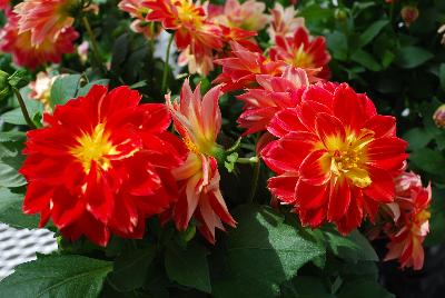 Imagine Dahlia Power Yellow Red 