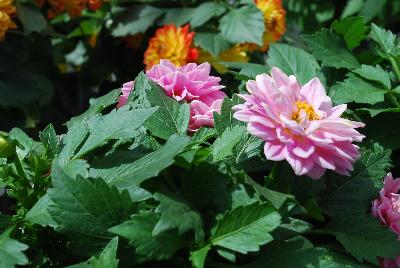 Dahlia Imagine 'Power Rose'