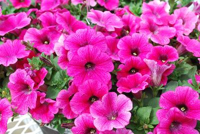 Cohen Propagation Nurseries: Sweet Pleasure Petunia 1272 Hot Pink 