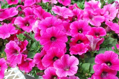 Sweet Pleasure Petunia 1272 Hot Pink 