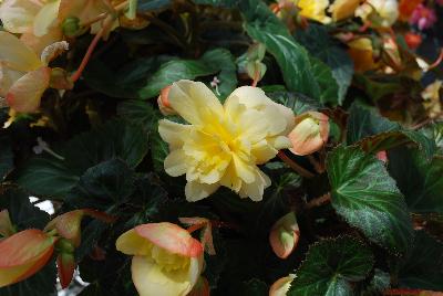 Cohen Propagation Nurseries: Apadana Begonia 2851 Champagne 