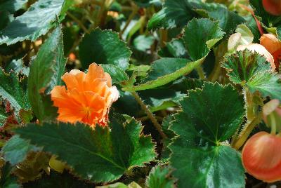Cohen Propagation Nurseries: Apadana Begonia 2853 Orange 
