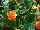 Cohen Propagation Nurseries: Begonia  '2853 Orange' 