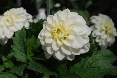 Imagine Dahlia Power White 