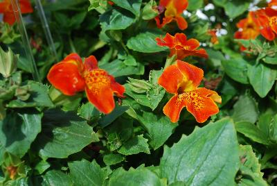  Torelus Orange Red Orchid 