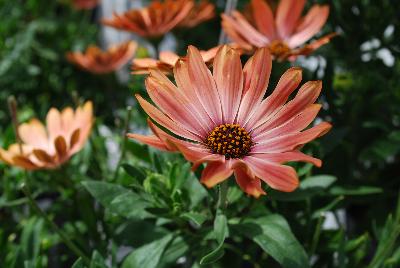 Astra Osteospermum Terracotta 